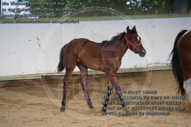 a_K3F03789.JPG